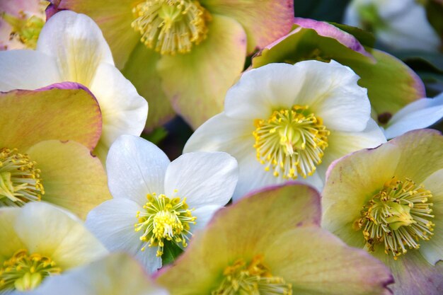 Close-up de flores