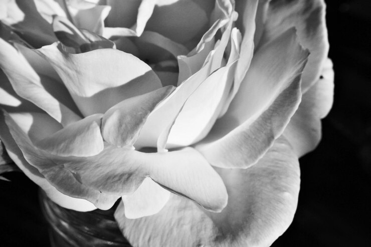 Foto close-up de flores
