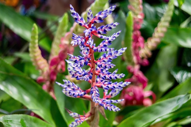 Foto close-up de flores