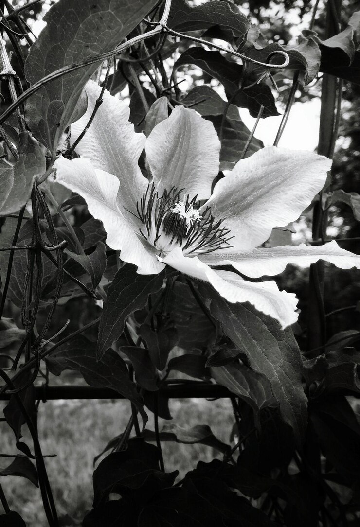Foto close-up de flores