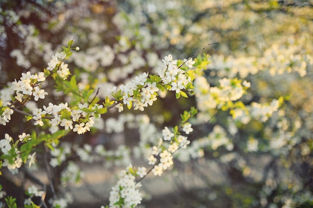 Close-up de florescência branco da árvore de Apple. O conceito de primavera