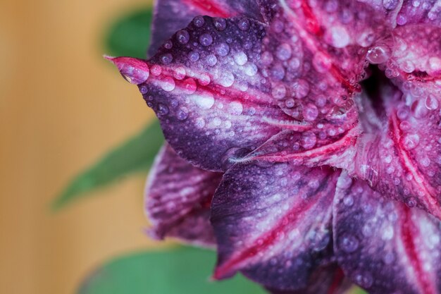 close-up de florescência suculenta Adenium pétala de flor