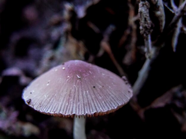 Foto close-up de floresta selvagem cogumelo guarda-chuva