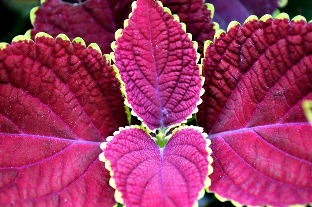 Close up de foco seletivo de folha de coleus vermelho no centro