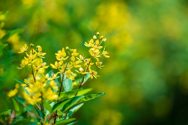 Close-up de foco suave de flores amarelas no Vietnã. Conceito de natureza