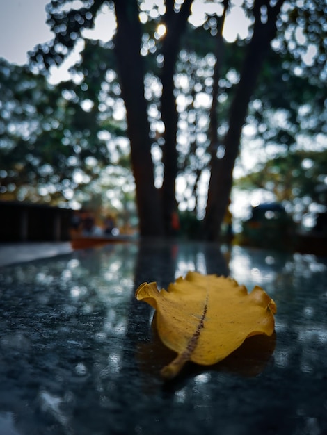 Foto close-up de folha amarela