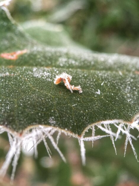 Foto close-up de folha congelada durante o inverno