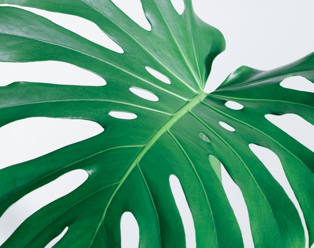 Close-up de folha contra fundo branco