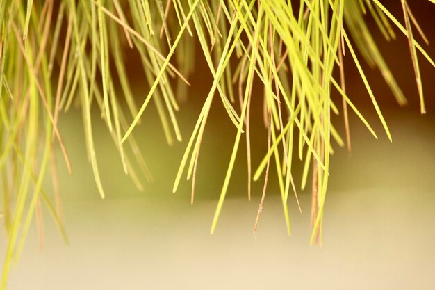 Foto close-up de folha contra plantas