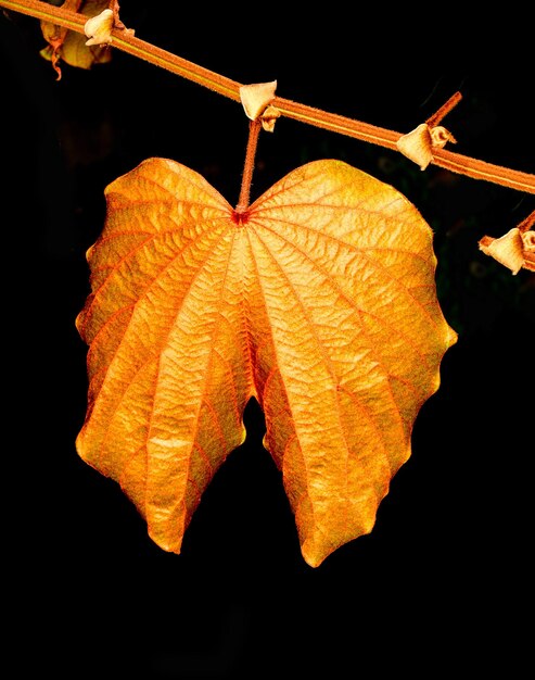 Foto close-up de folha de laranja contra fundo preto