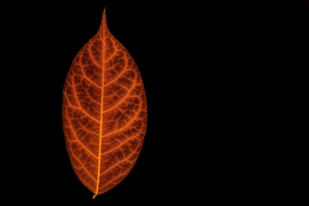 Foto close-up de folha de laranja contra fundo preto