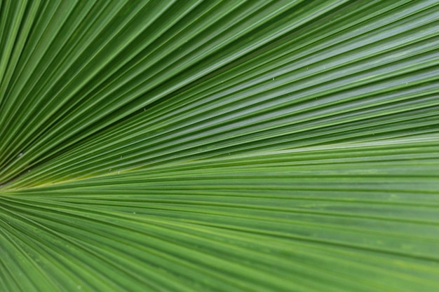 Foto close up de folha de palmeira verde