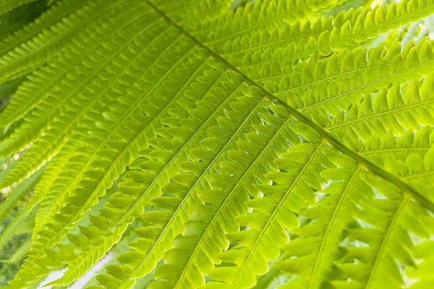Close-up de folha de samambaia linda. Fundo da natureza.