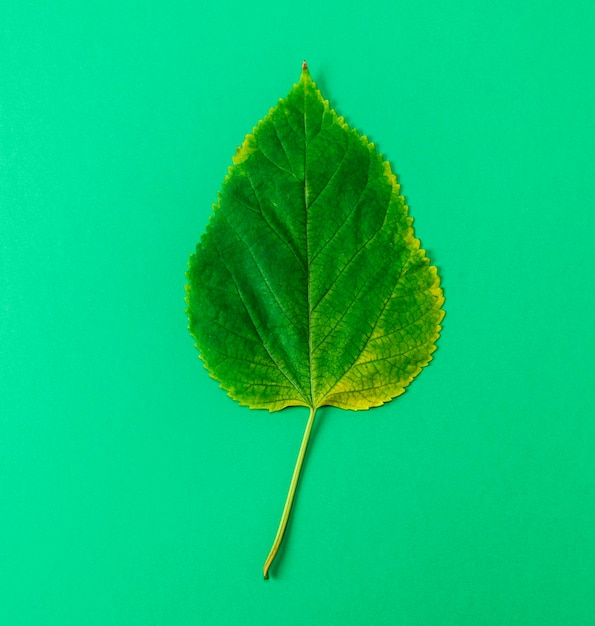 Foto close-up de folha em fundo verde