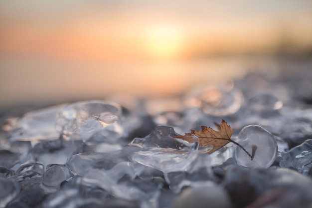 Foto close-up de folha seca no gelo durante o pôr-do-sol