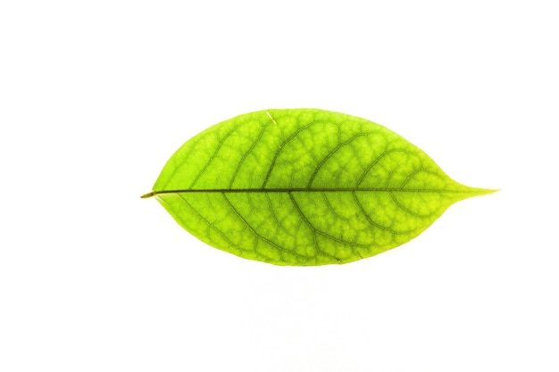 Foto close-up de folha verde contra fundo branco