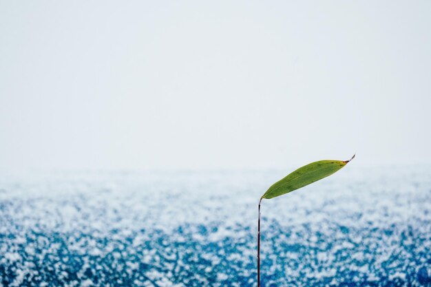 Foto close-up de folha verde contra o céu claro