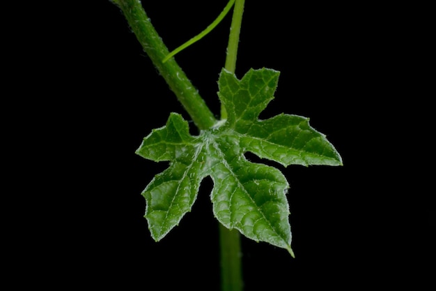 Foto close-up de folha verde fresca contra fundo preto