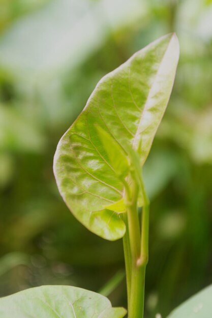 Foto close-up de folha verde fresca