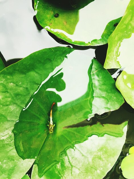 Foto close-up de folha verde na água