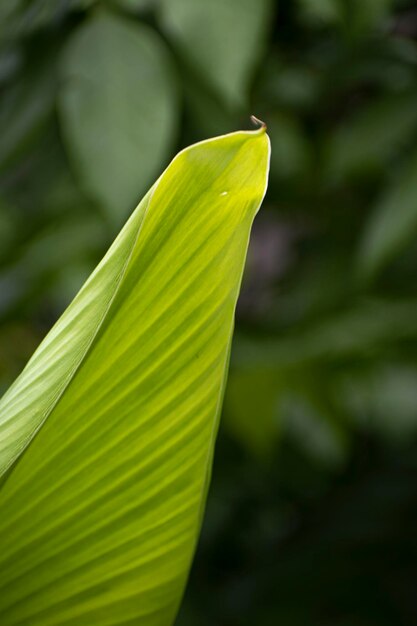 Foto close-up de folha verde na planta