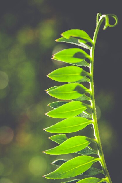 Foto close-up de folha verde