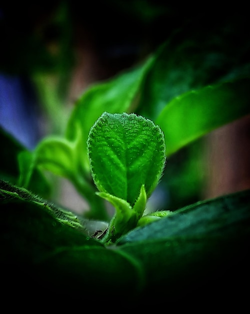 Foto close-up de folha verde