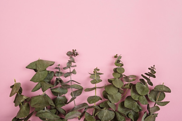 Close-up de folhas contra fundo rosa