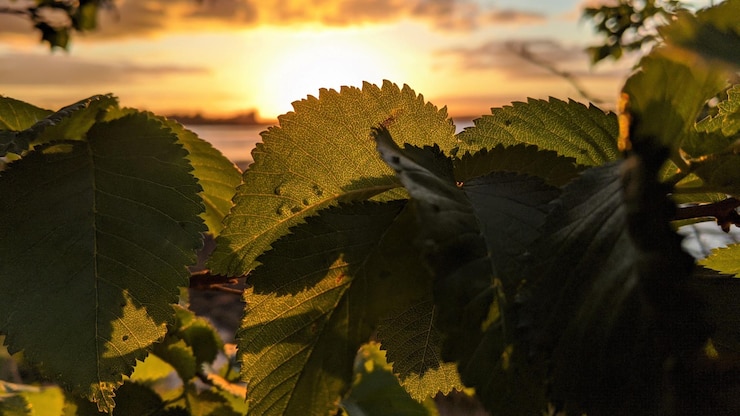 Foto close-up de folhas contra o céu durante o pôr-do-sol