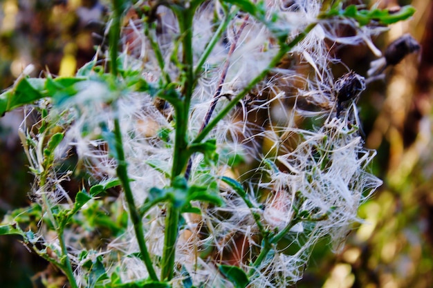 Foto close-up de folhas contra um fundo desfocado