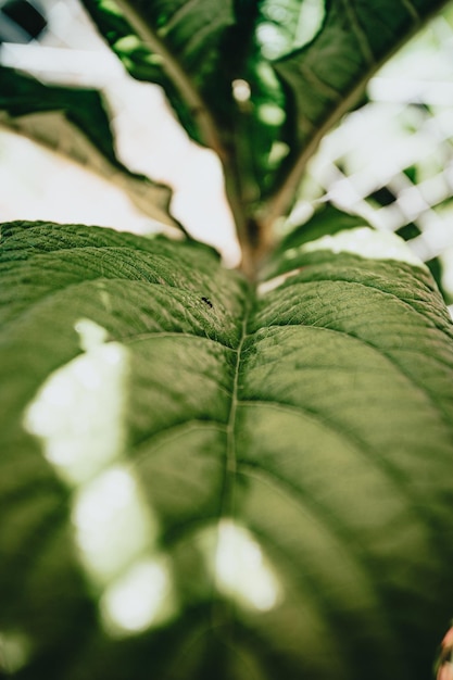 Close-up de folhas contra um fundo desfocado