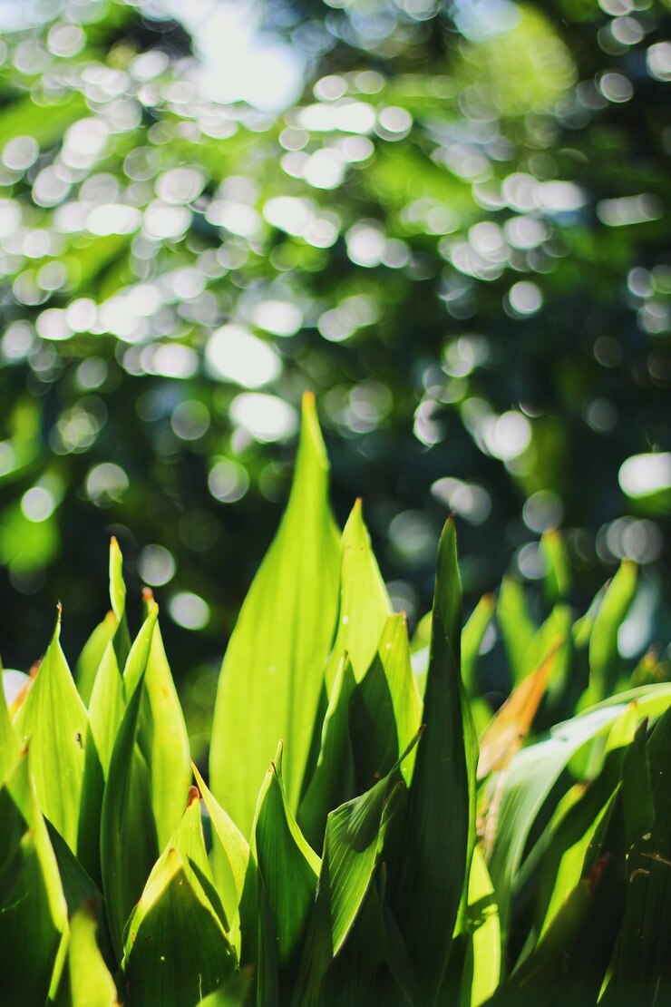 Foto close-up de folhas contra um fundo desfocado