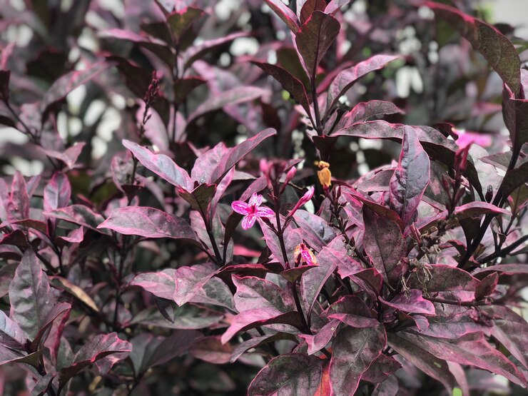 Foto close-up de folhas cor-de-rosa na planta