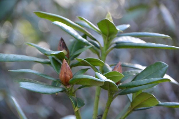 Foto close-up de folhas crescendo na planta