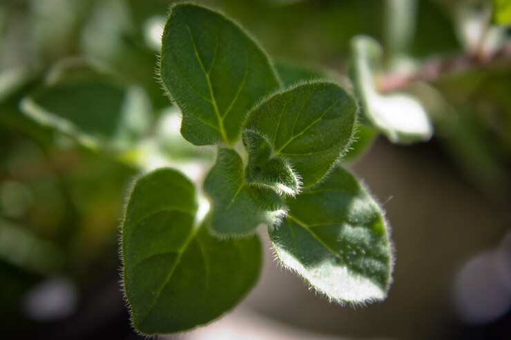Foto close-up de folhas crescendo na planta