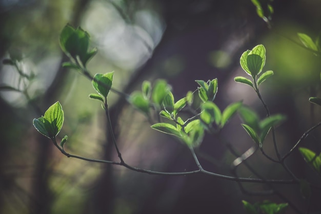 Close-up de folhas crescendo na planta