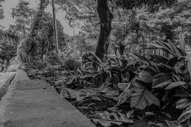 Foto close-up de folhas crescendo no tronco de uma árvore na floresta