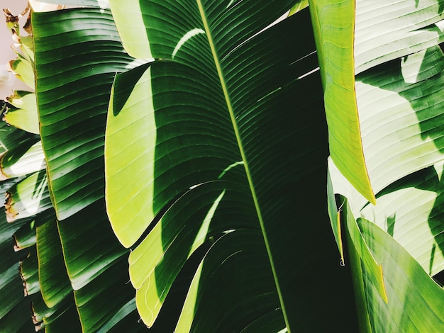 Close-up de folhas de banana