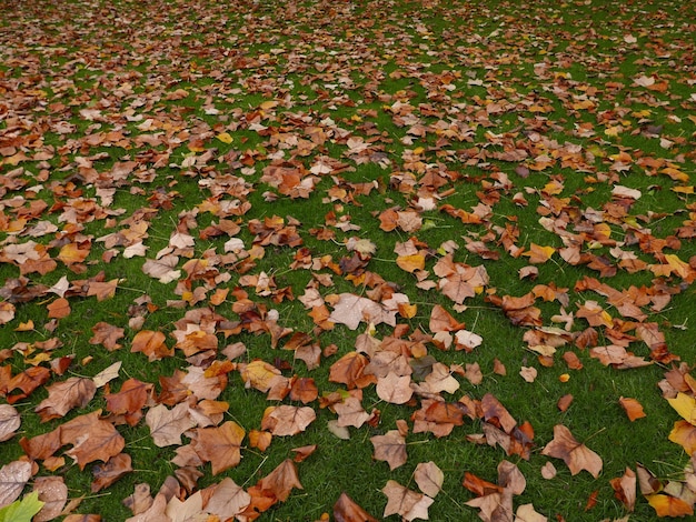 Foto close-up de folhas de bordo caídas no campo durante o outono