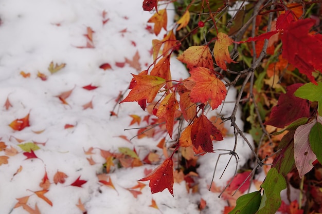 Foto close-up de folhas de bordo em árvores durante o outono