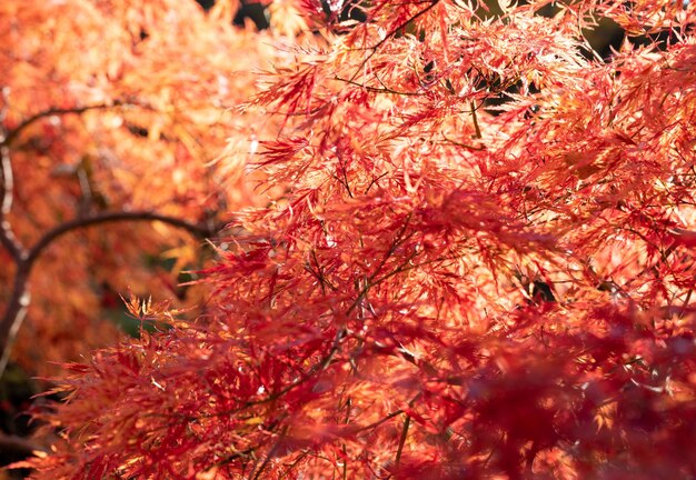 Foto close-up de folhas de bordo em árvores