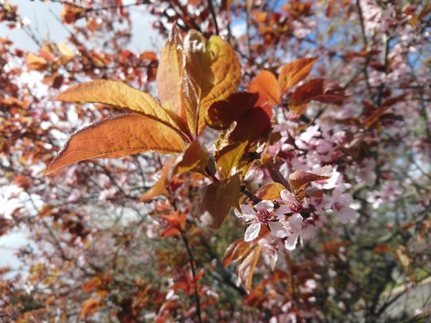 Foto close-up de folhas de bordo em árvores