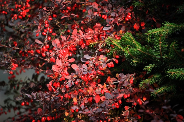 Foto close-up de folhas de bordo vermelhas em árvores