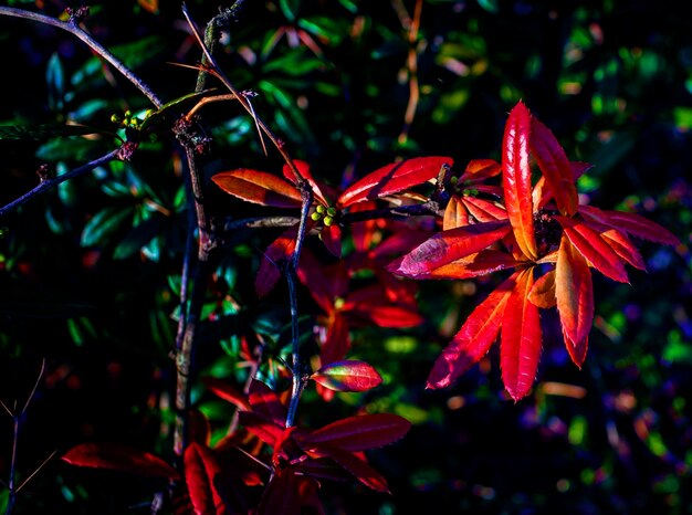 Close-up de folhas de bordo vermelho na planta