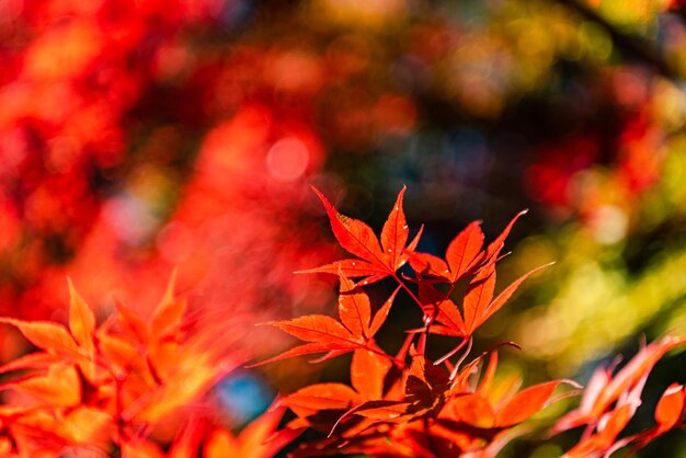 Foto close-up de folhas de bordo vermelho