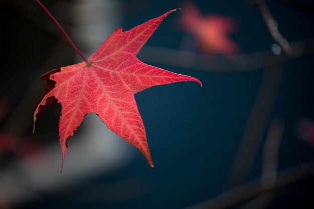 Foto close-up de folhas de bordo