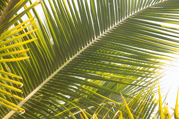 Close-up de folhas de coqueiro