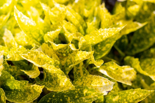 Close-up de folhas de jardim amarelas Plantas croton amarelas coloridas