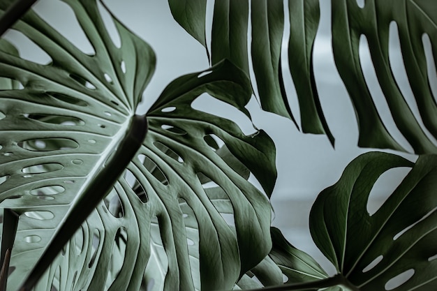 Close-up de folhas de monstera naturais lindas texturizadas.