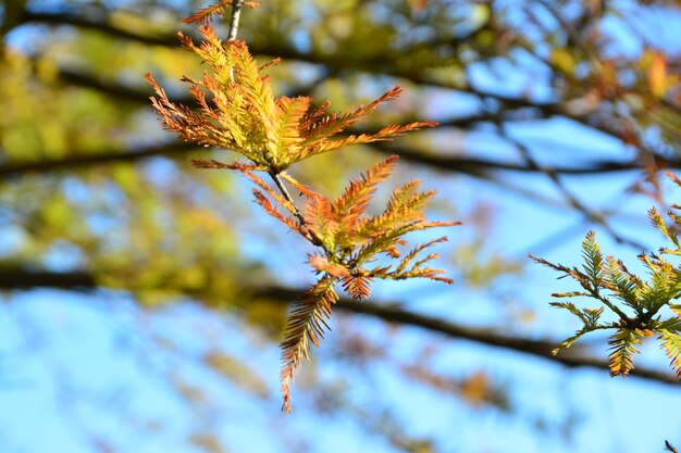 Foto close-up de folhas de outono em galho